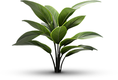 Plantas Plantas
